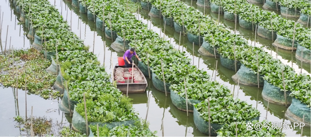 九江银行“贷”来及时雨赋能黄鳝产业好“丰”景